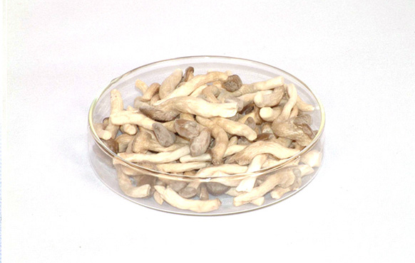 冻干鸡枞菌